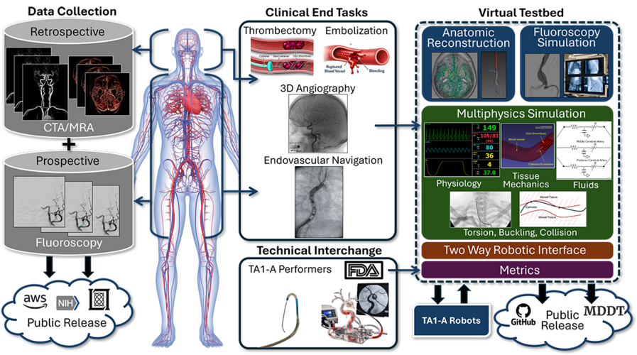 photo illustration with text describing process using medical illustrations