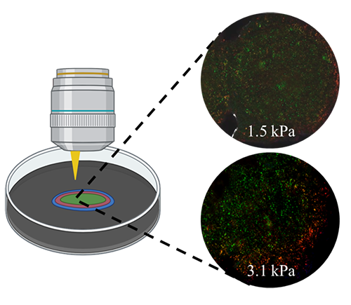 illustration of microscope with inset of different images