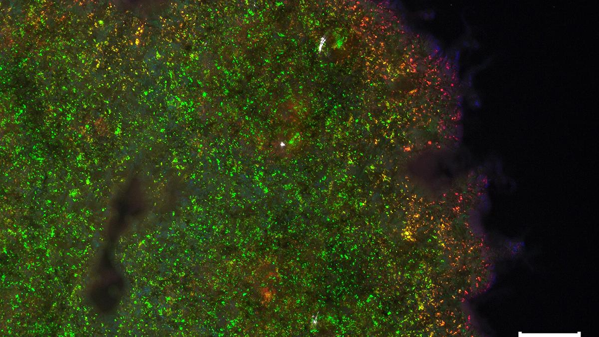 microscopic photo of cells in rainbow colors