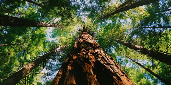 upward view of very tall trees