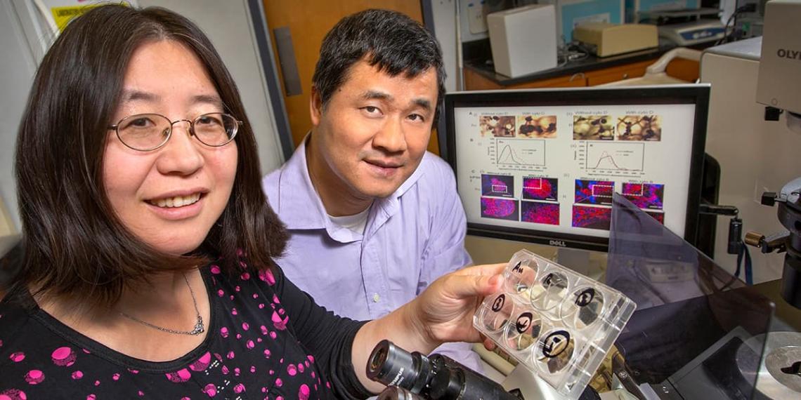 Researchers Yan Li, left, and Changchun Zeng are using auxetic foam to explore ways to better control the fate of stem cells.
