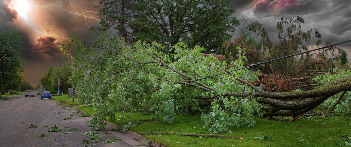 image of fallen trees after storm