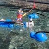aqua climber robot swimming (photo)
