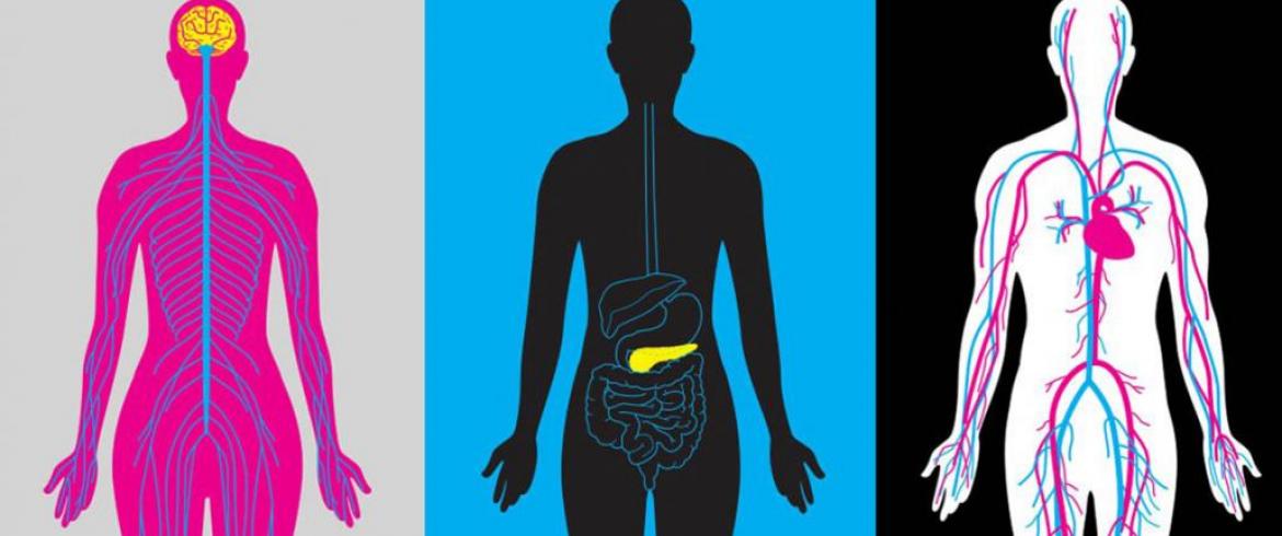 body illustration