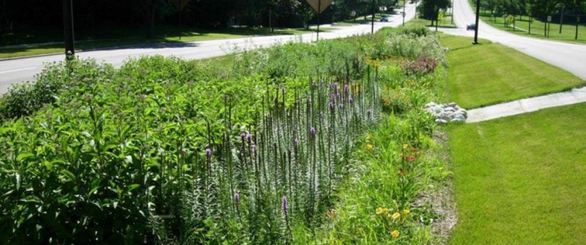 vegetated swale