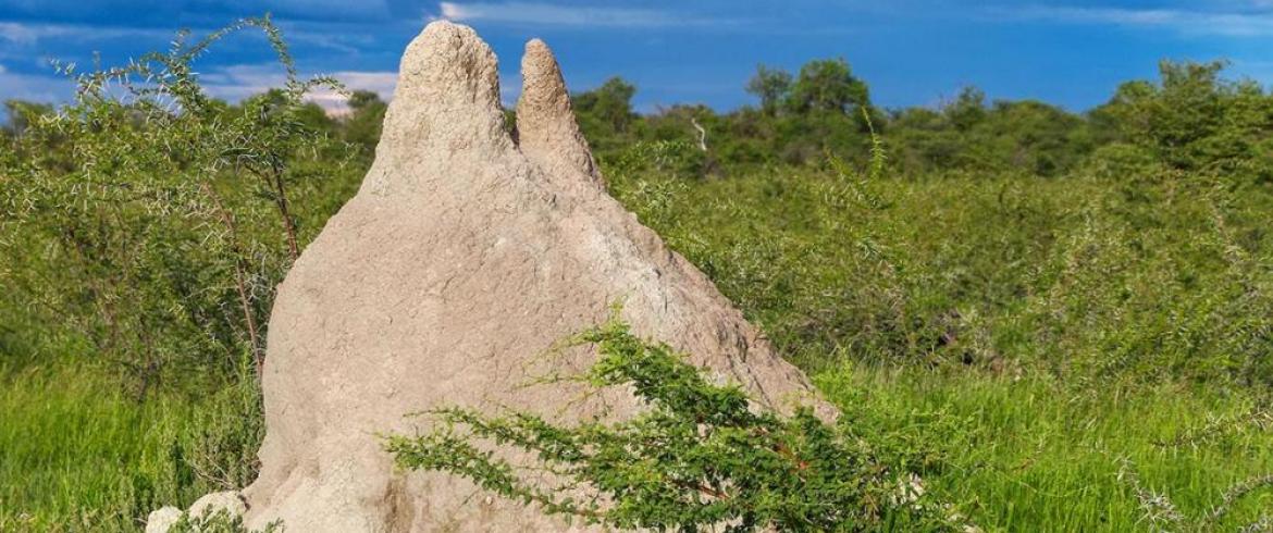 termite mound