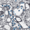 cell under a microscope