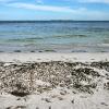 algal bloom