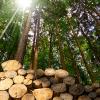 photo of logs in front of forest trees