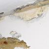 closeup phot of mold on a wall