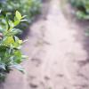 Gang Chen studies the effects of farming and land development on the environment